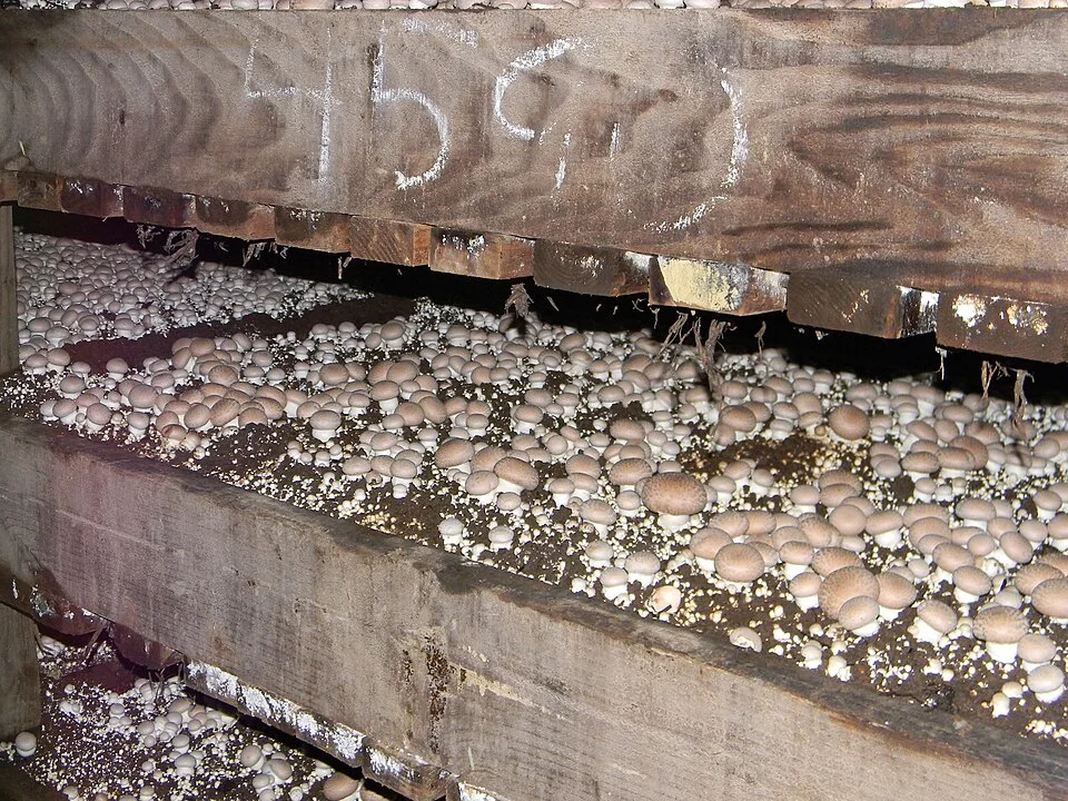 Real photograph of many Button Mushrooms growing across tiered wooden cultivation beds.