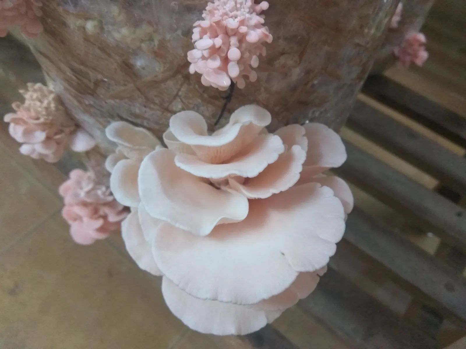 A large pink oyster mushroom (Pleurotus djamor) cluster and young pins fruiting through the side of a straw-filled polythene bag on a rack, Coimbatore, Tamil Nadu.
