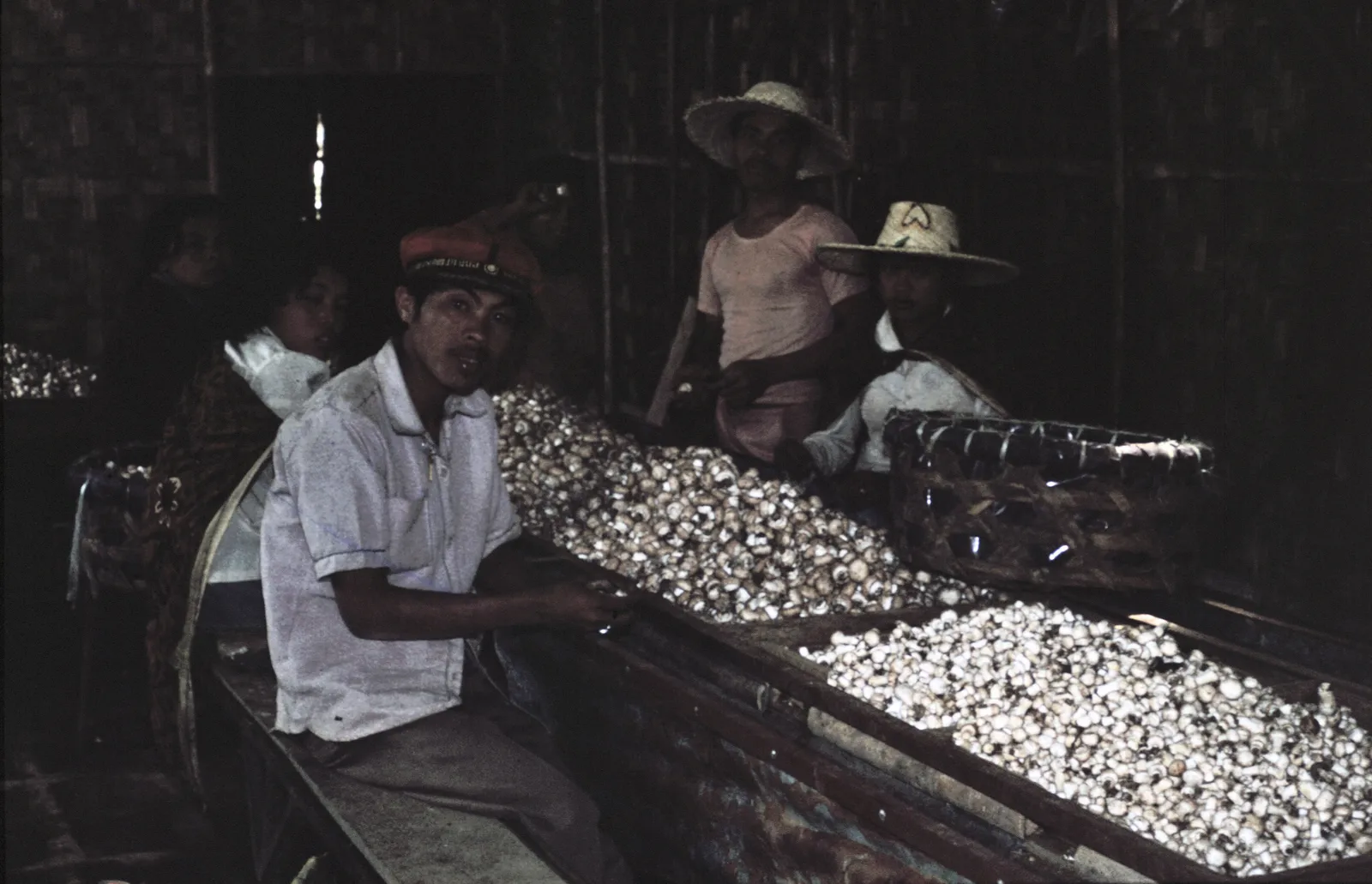 Farm workers carry wooden trays heaped with freshly picked button mushrooms through a bamboo-framed cropping shed at the PT Dieng Djaya farm, Wonosobo, Central Java (archival Kodachrome, 1979). Downloaded as the 3840px Commons JPEG render; original is 4980x3209 image/tiff (95 MB).