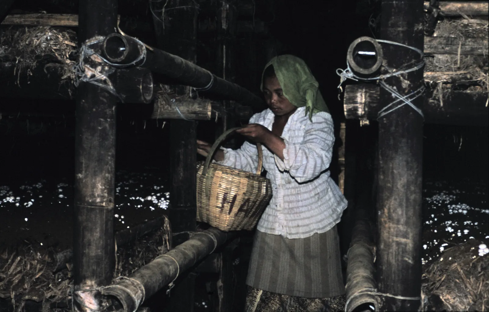 A woman picker with a woven basket harvests button mushrooms by hand from tiered bamboo bed racks, PT Dieng Djaya farm, Wonosobo, Central Java (archival, 1979). Downloaded as the 3840px Commons JPEG render; original is 4972x3177 image/tiff (94 MB).