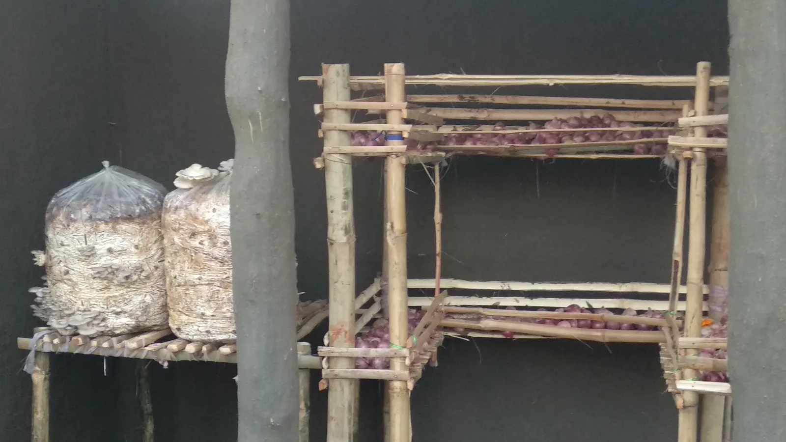 Spawned straw mushroom bags kept on a wooden shelf next to a bamboo onion-storage rack inside an adivasi (tribal) house, Odisha, India.