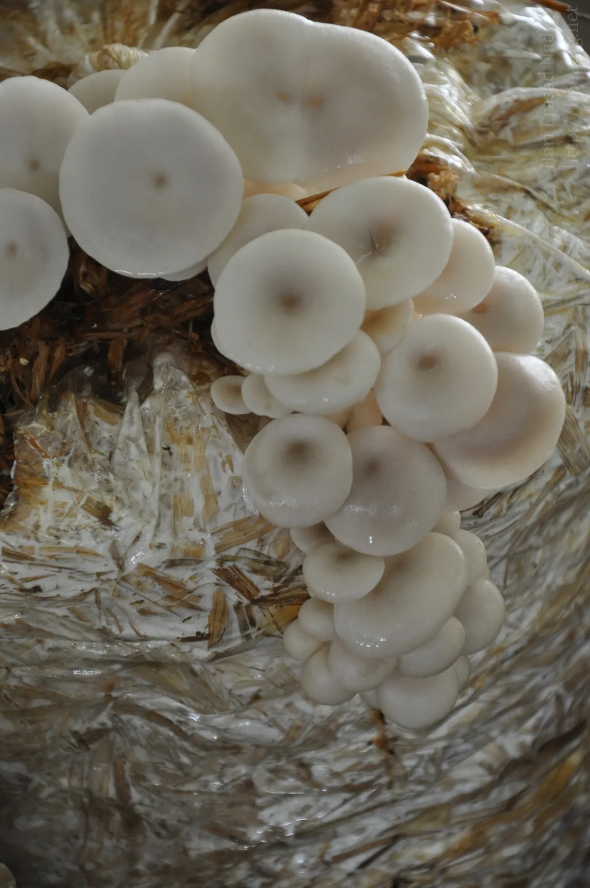 White oyster mushrooms fruiting from a paddy-straw bag, displayed at an organic food mela in Bangalore, Karnataka (2010).