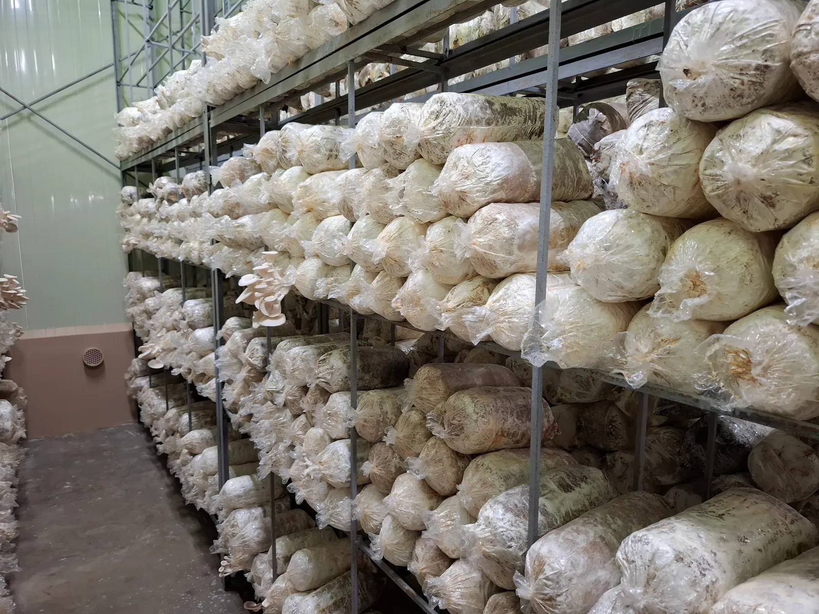 Long tiered metal racks packed with colonised oyster-mushroom fruiting bags inside a grow room, Bicol, Philippines.