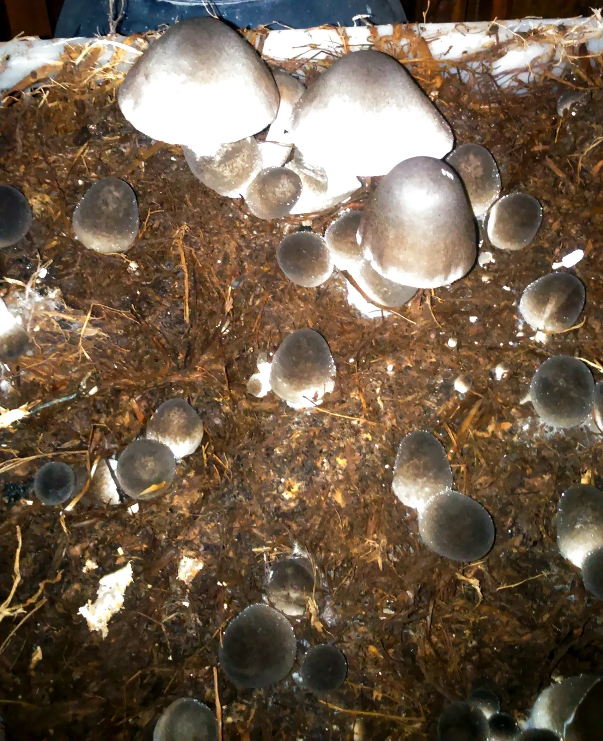 Volvariella volvacea buttons and open caps growing on a cultured rice-straw bed, displayed at Jejamuran, Yogyakarta, Indonesia.