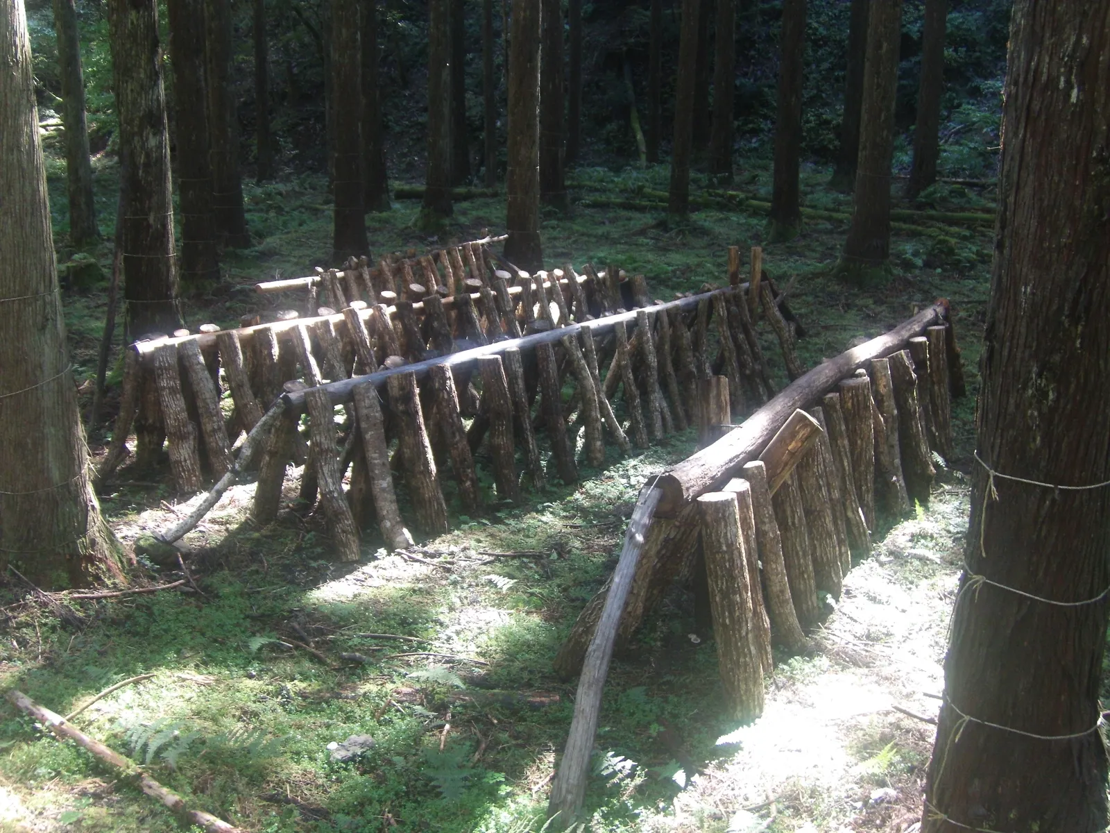 Inoculated hardwood logs leaned in rows under tree shade for shiitake cultivation, Hirogawara, Kyoto, Japan.
