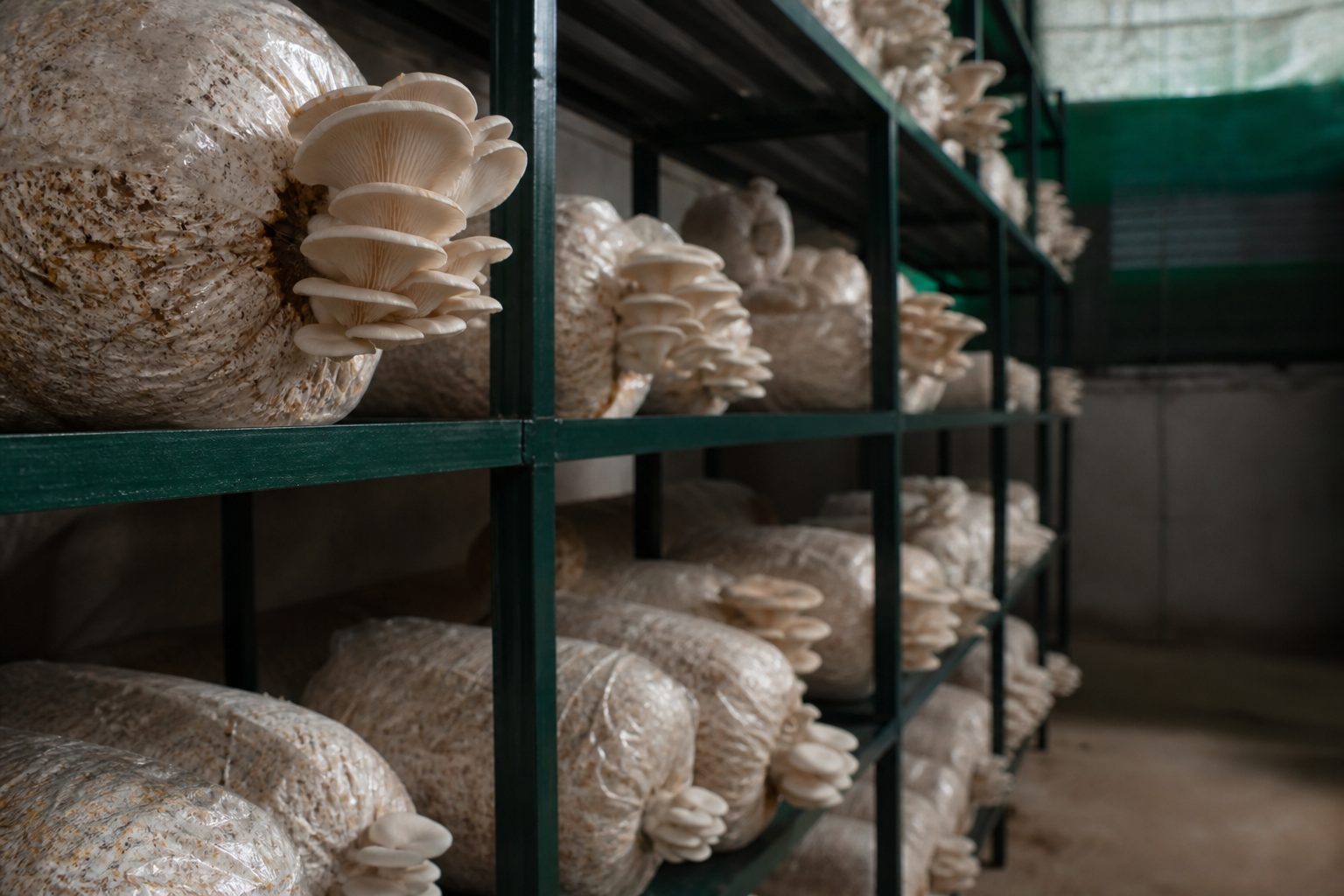 Educational rendering of hanging Oyster mushroom substrate bags and an aisle in an illustrative fruiting room.