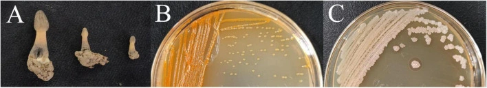 Published morel study showing affected collected fruit bodies in panel A and bacterial culture isolates in panels B and C.