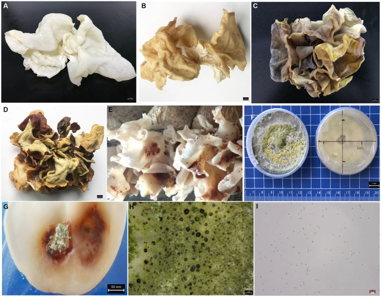 Published Auricularia cornea figure comparing healthy and diseased fresh and dried fruit bodies, greenhouse signs and laboratory evidence.