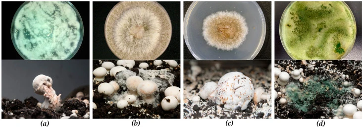 Research reference: a malformed Button mushroom with a split stem, captioned as dry bubble in Gea et al. Figure 1a.