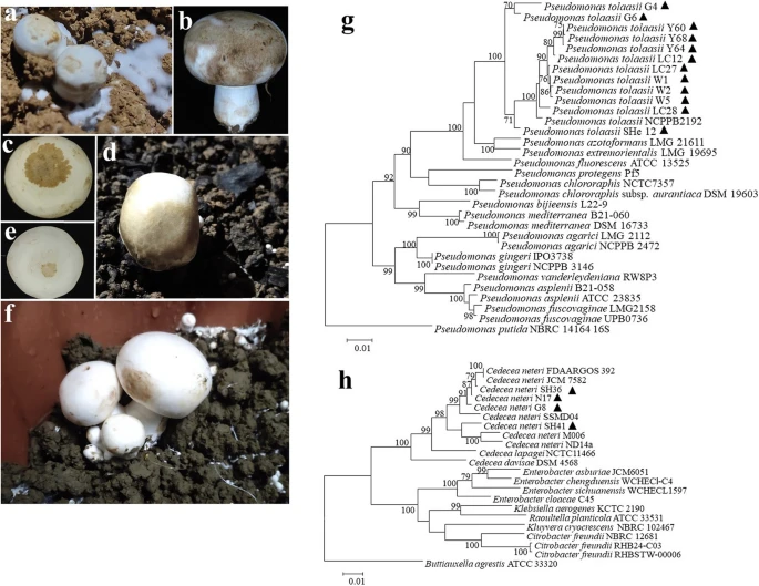 Research reference: brown surface blotching on a naturally affected mature Button mushroom, Huang et al. Figure 1b.