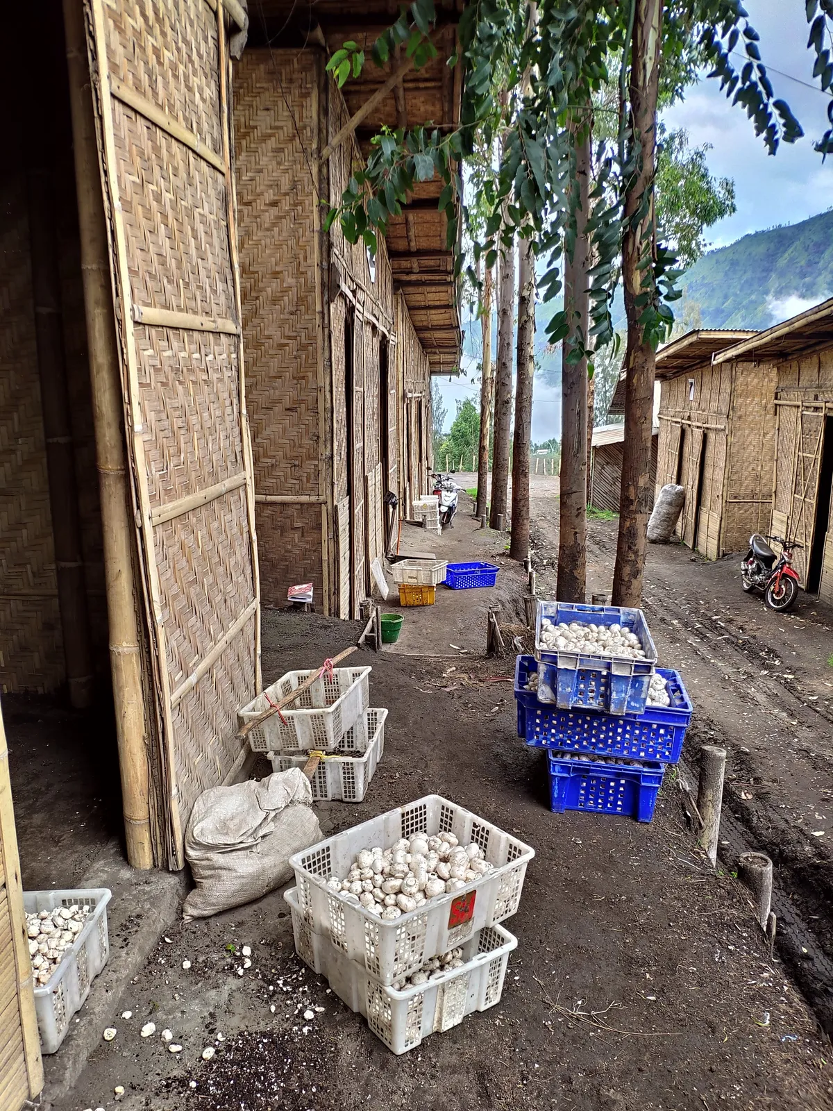 Outside a woven-bamboo button-mushroom shed with stacked harvest crates and a worker at the doorway, near Mount Bromo, East Java, Indonesia.