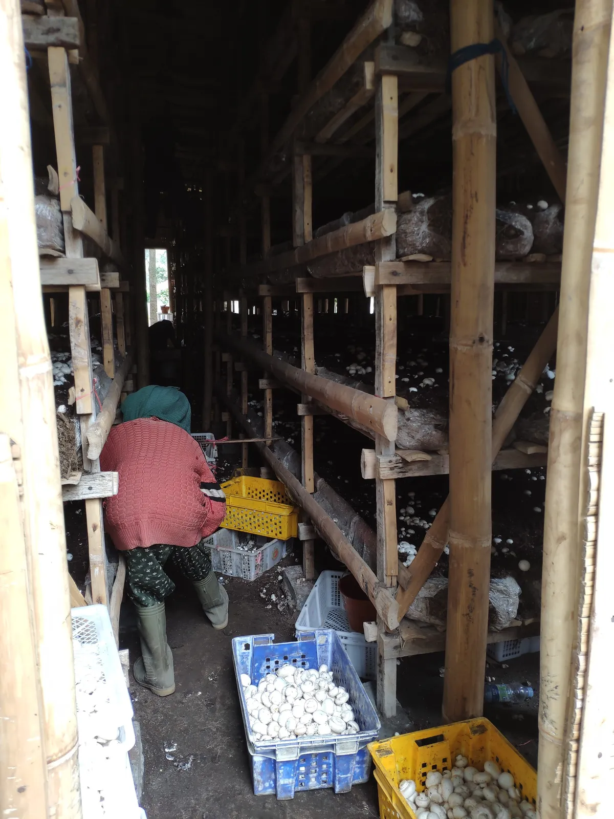 A worker with harvest crates walks between tiered bamboo bed racks inside a low-cost button-mushroom grow house near Mount Bromo, East Java, Indonesia.