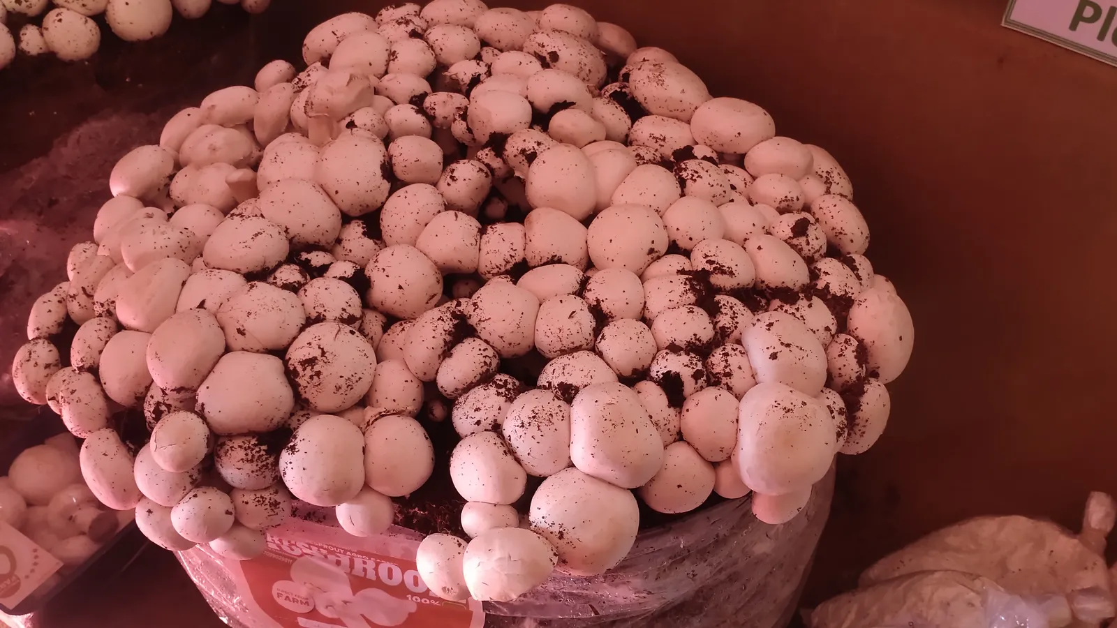 A dense flush of white button mushrooms fruiting from a compost bag with casing-soil specks, photographed in Assam, India.
