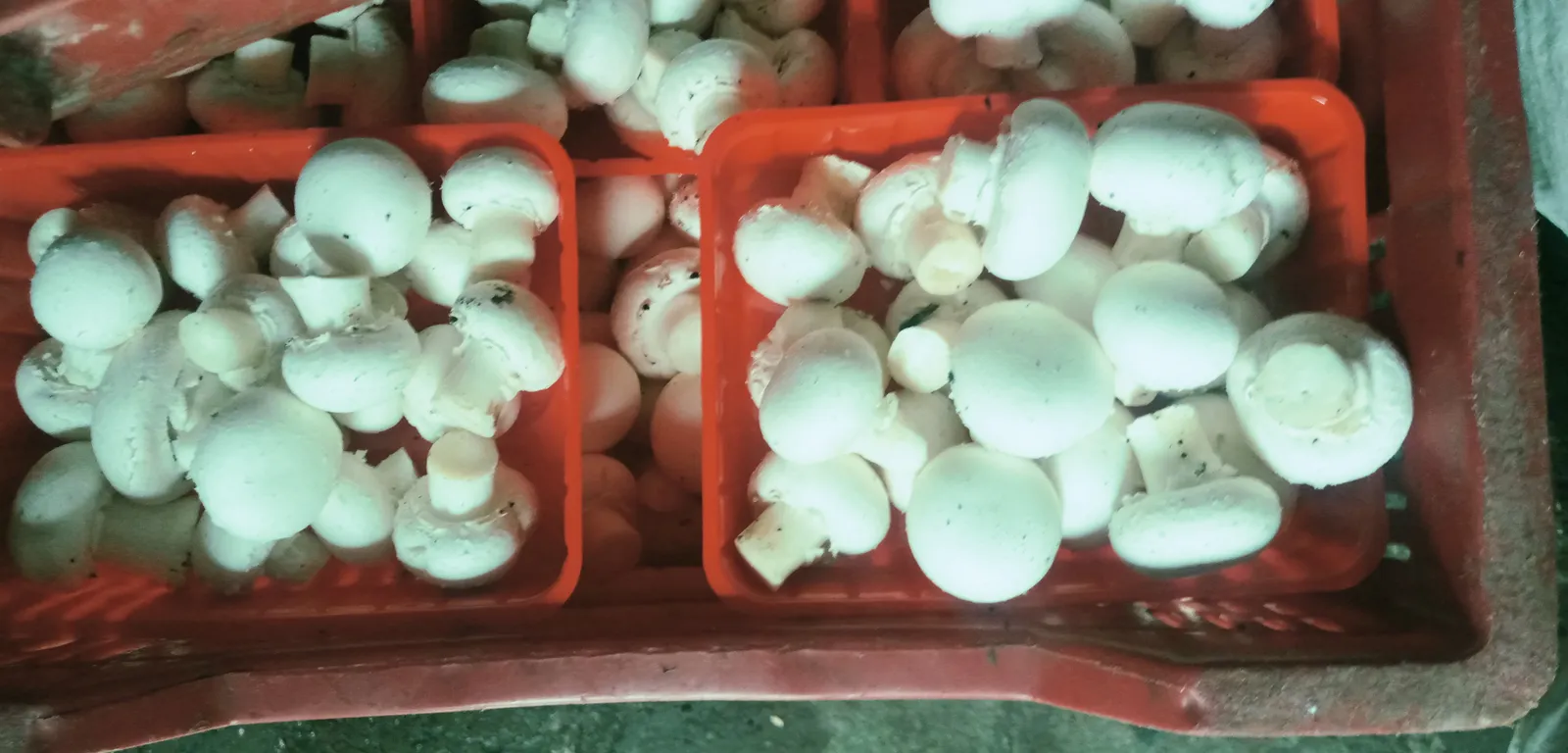 Freshly harvested white button mushrooms sorted into red plastic punnets inside a crate, Tamil Nadu, India (Tamil caption 'button mushroom').