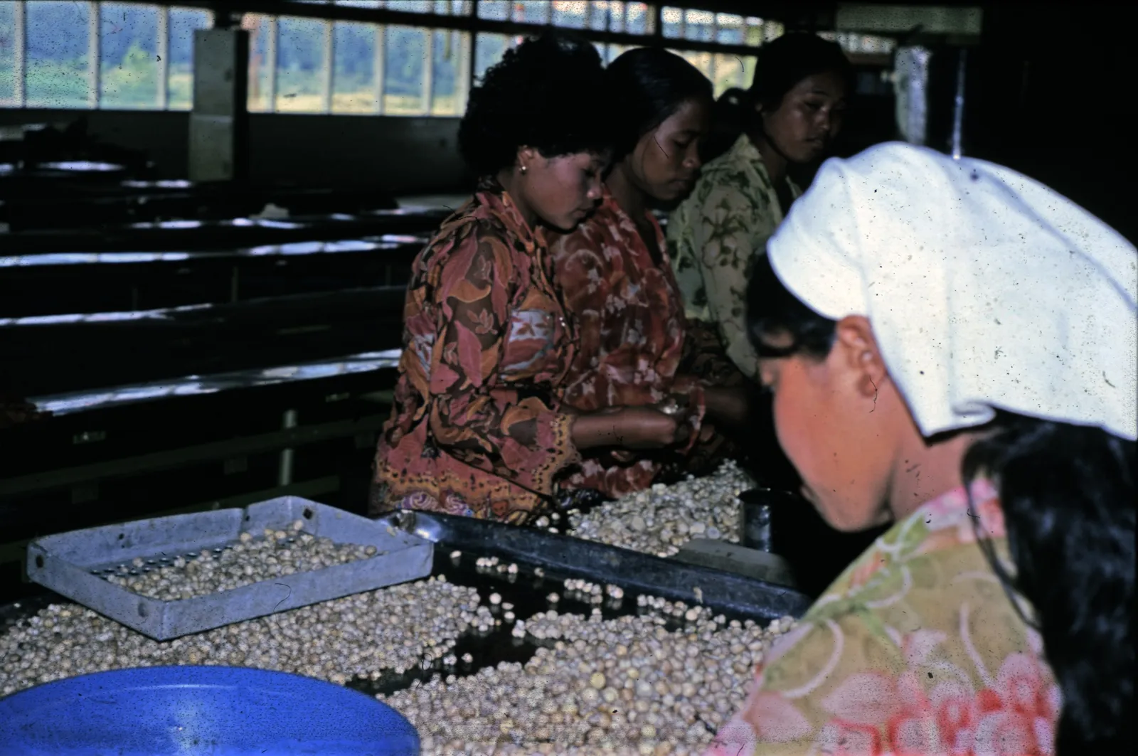 Women sort and trim harvested button mushrooms in trays at a grading table, PT Dieng Djaya farm, Wonosobo, Central Java (archival, 1979). Downloaded as the 3840px Commons JPEG render; original is 4892x3249 image/tiff (95 MB).