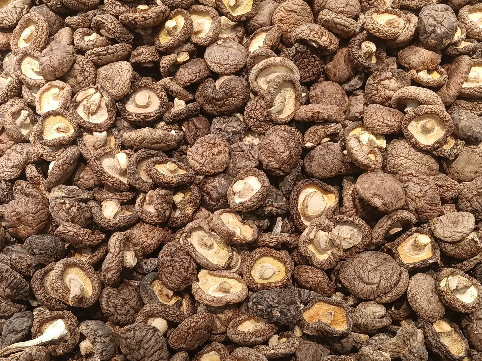 A heap of sun-dried shiitake mushrooms showing cracked caps, Jiangsu, China.