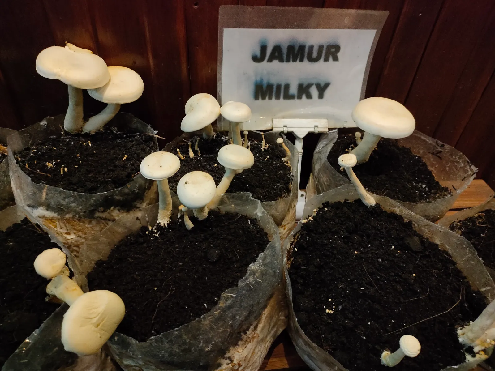Tall white milky mushrooms (Calocybe indica) fruiting from cased substrate in bags, labelled 'Jamur Milky' at a display, Indonesia.