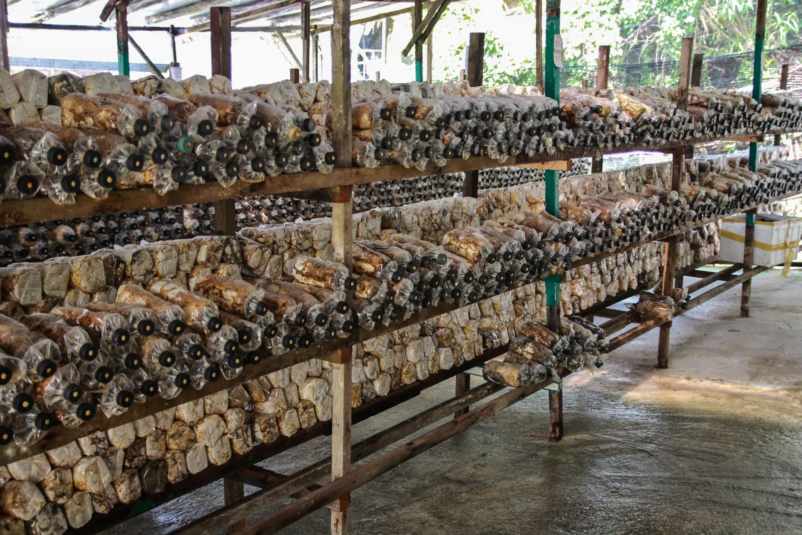 Rows of tiered racks holding sawdust substrate bags with bottle-neck collars in an open-sided mushroom shed, Cameron Highlands, Malaysia.