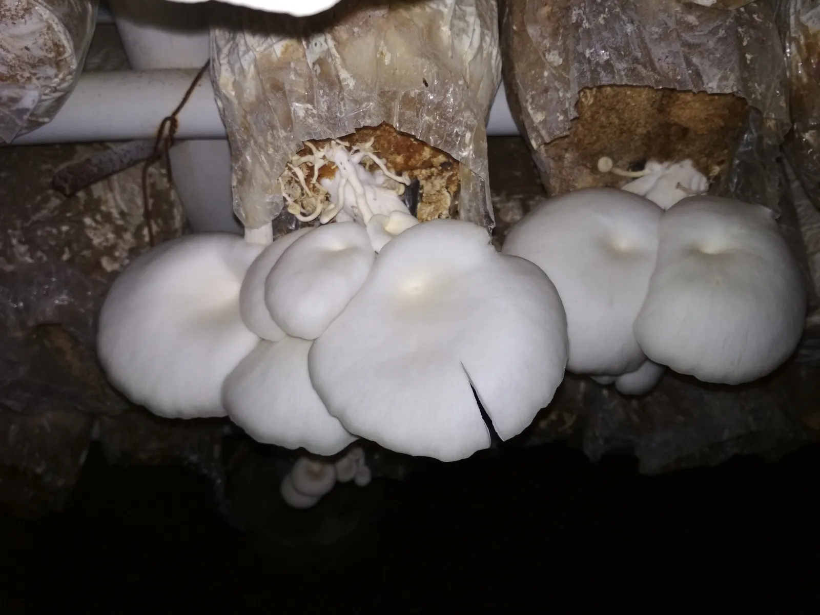 A cluster of white oyster mushrooms fruiting from the mouth of a sawdust baglog at a commercial oyster-mushroom unit, Indonesia.