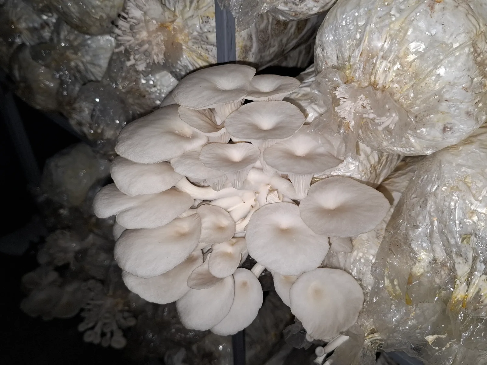 A full white oyster mushroom cluster fruiting from a polythene substrate bag on a rack, Bicol, Philippines.
