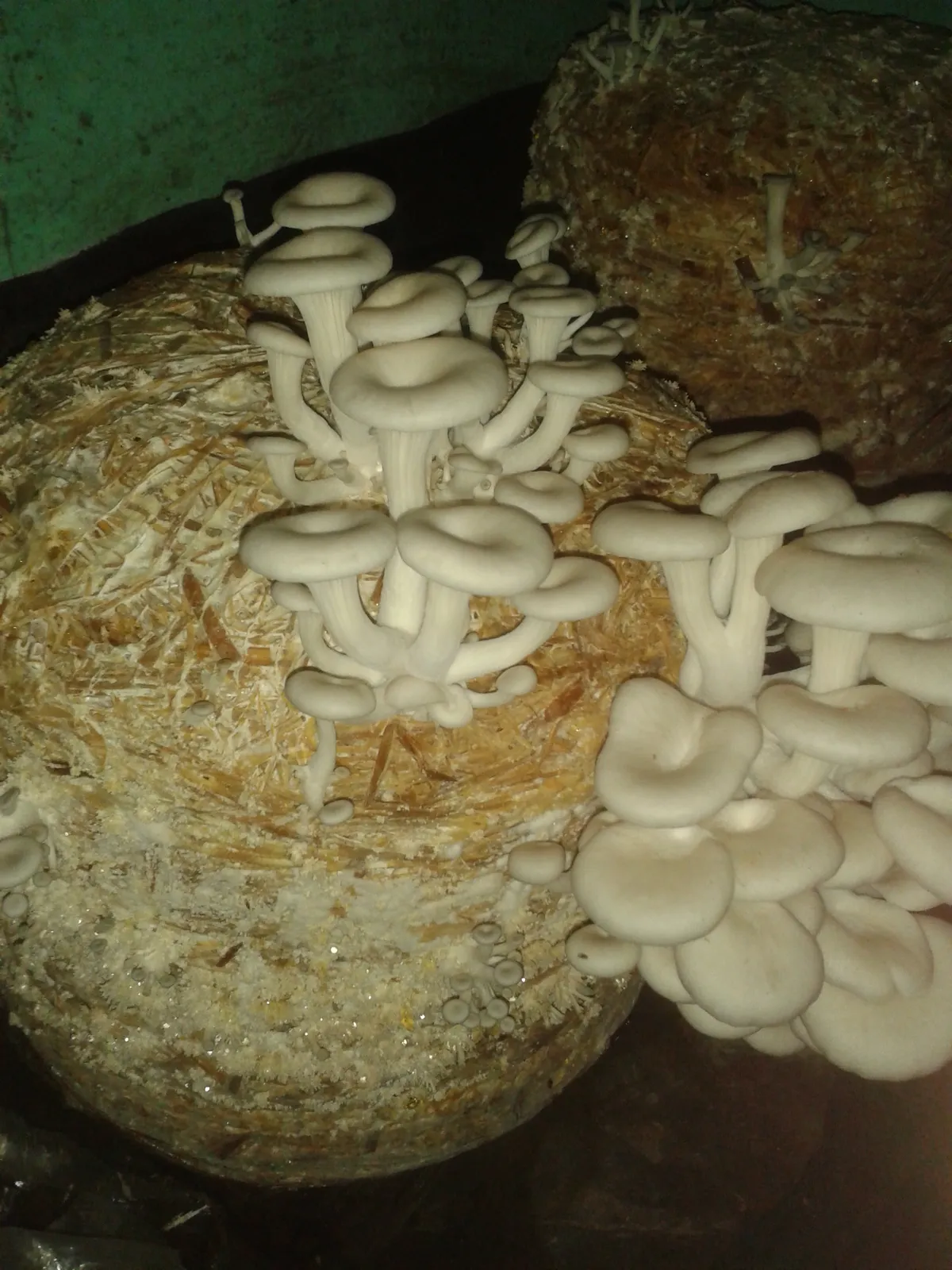 White oyster mushrooms fruiting around a cylindrical straw substrate bag in a grow room, Nepal (Wiki Loves Earth Nepal upload).