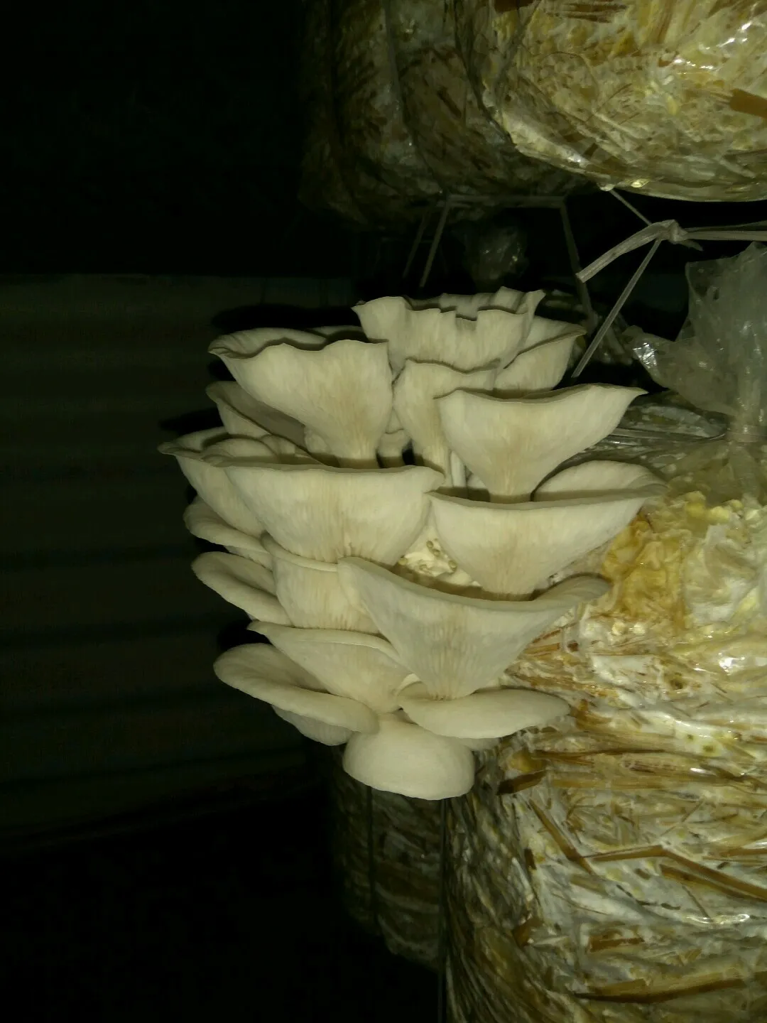 A grey-white oyster mushroom cluster growing from a hanging straw bag at Tamil Nadu Agricultural University, Coimbatore; only 1080x1440 px. NOTE: only 1080x1440 px (below 1600 px long edge).