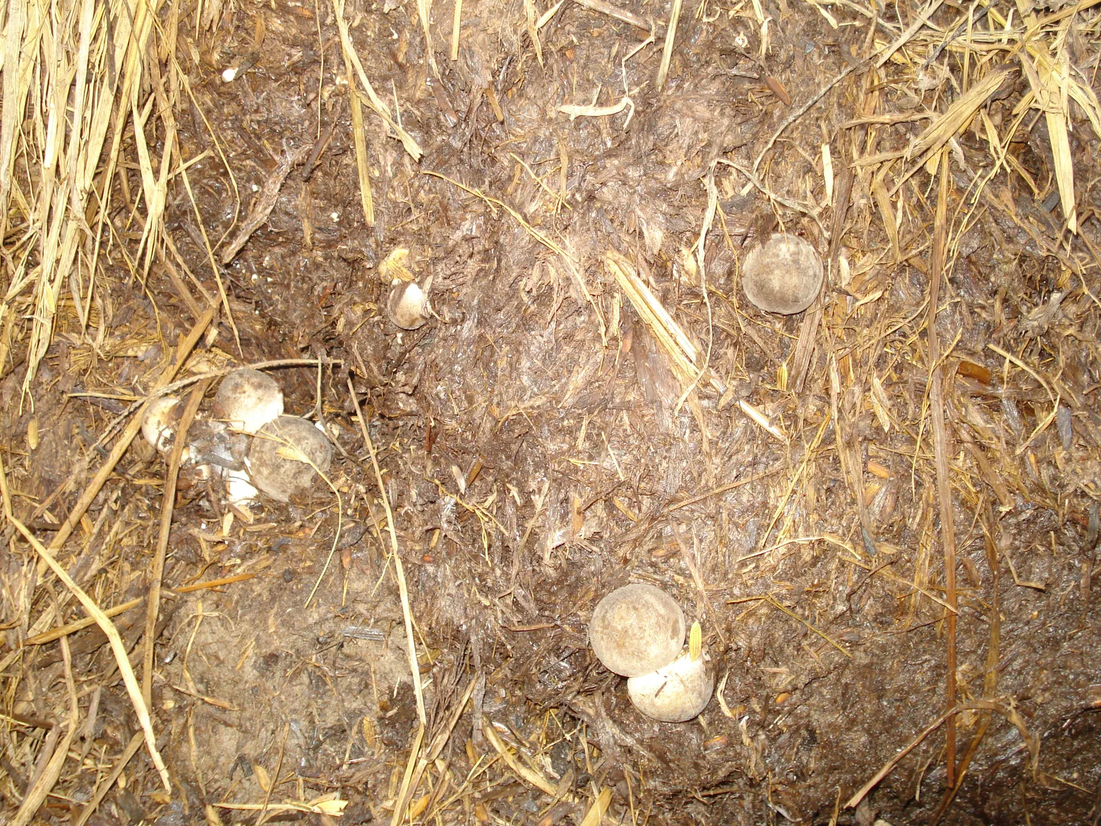 Egg-stage paddy straw mushrooms (Odia: pala chhatu) emerging from a rice-straw bed, Odisha, India.