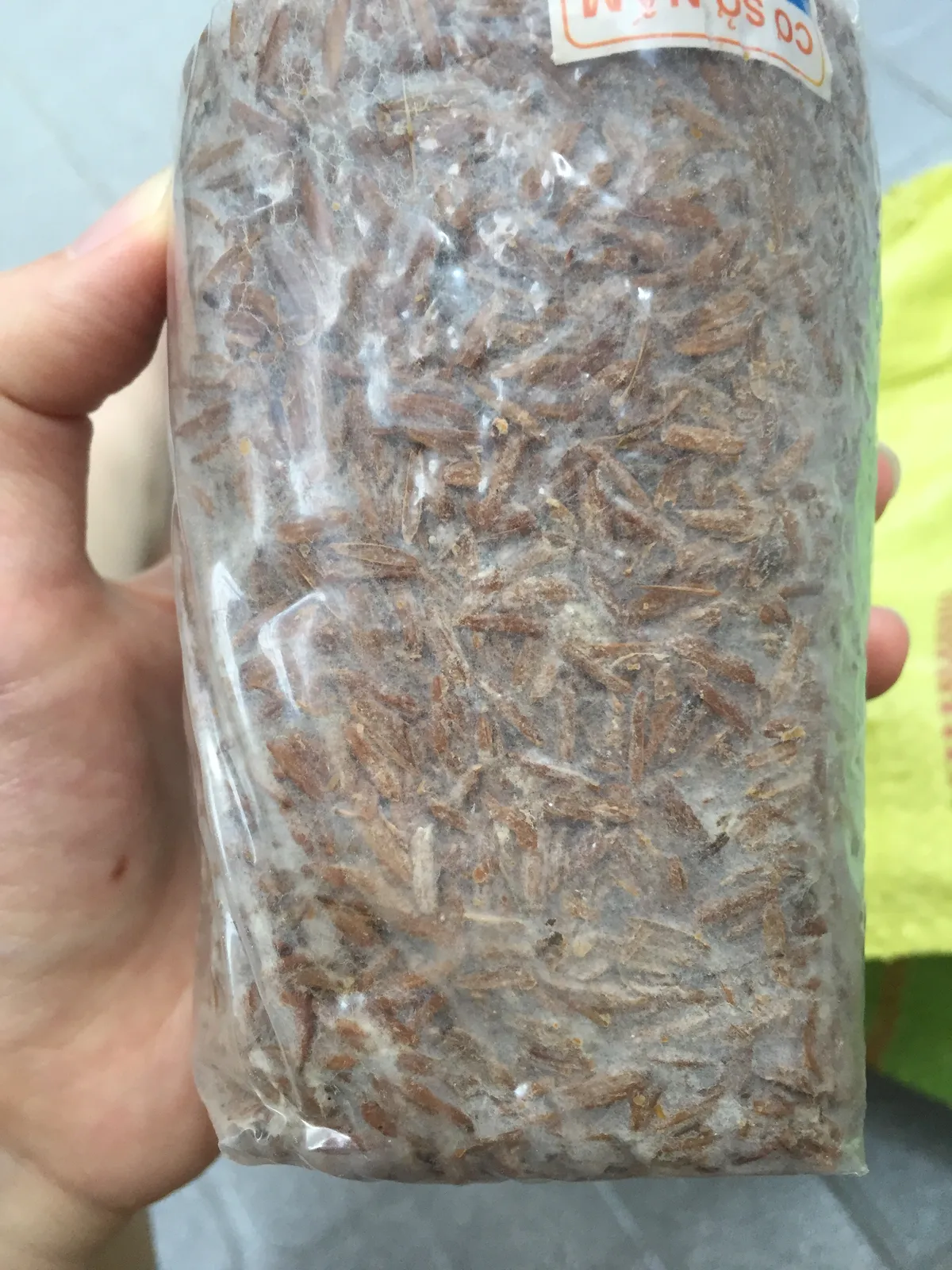 A hand holds a polythene bag of fully colonised Volvariella volvacea (paddy straw mushroom) spawn, Vietnam.
