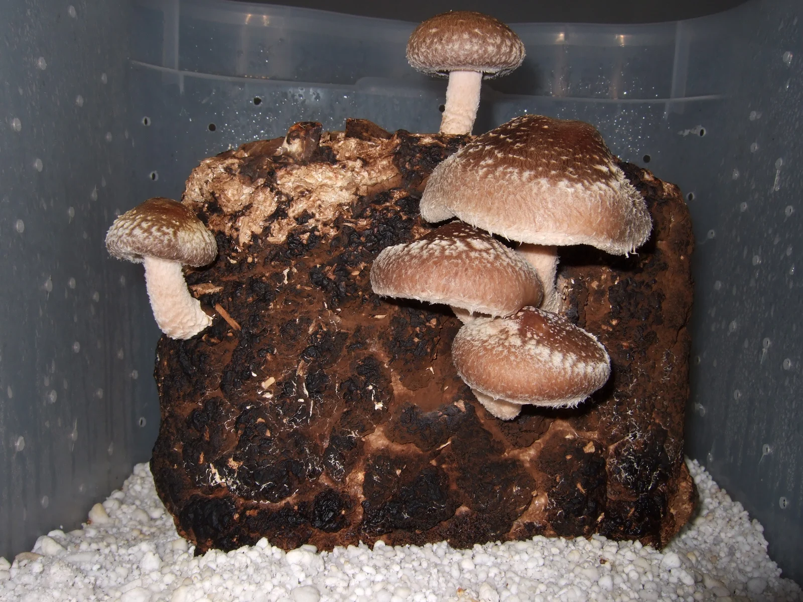 Brown shiitake mushrooms fruiting from a substrate block inside a perforated cultivation container.