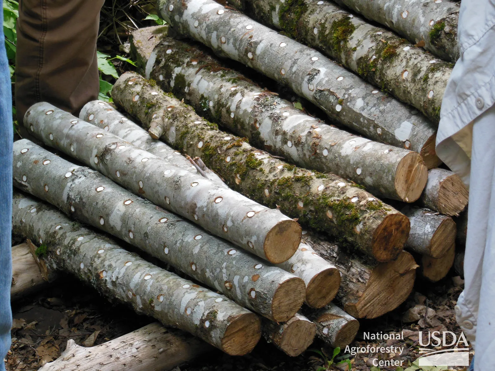 Freshly inoculated beech logs for shiitake, each drilled spawn hole sealed with wax, stacked outdoors (USDA National Agroforestry Center).