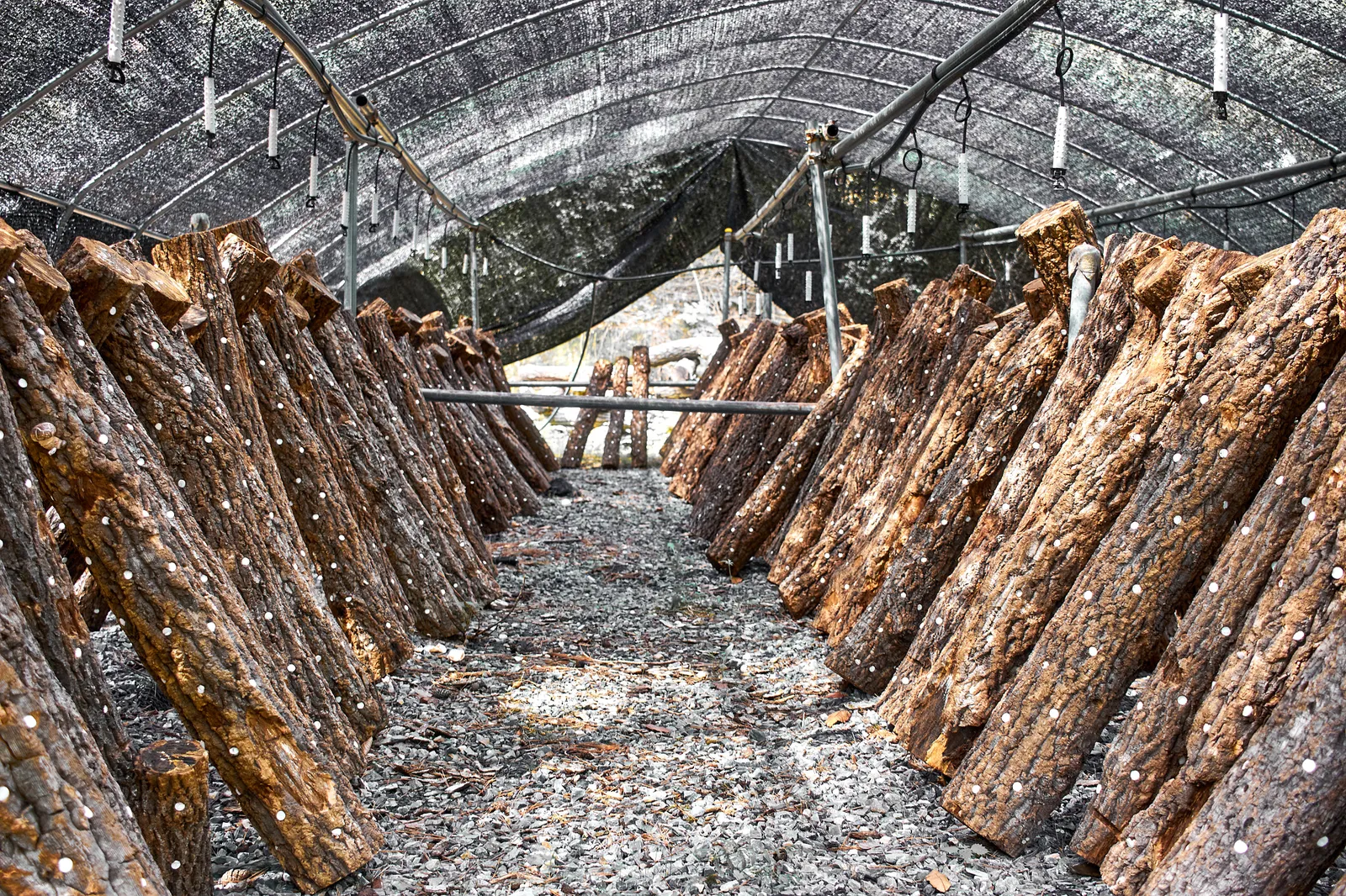 Rows of inoculated oak logs stacked lean-to style under a shade-net structure at a shiitake farm, South Korea.
