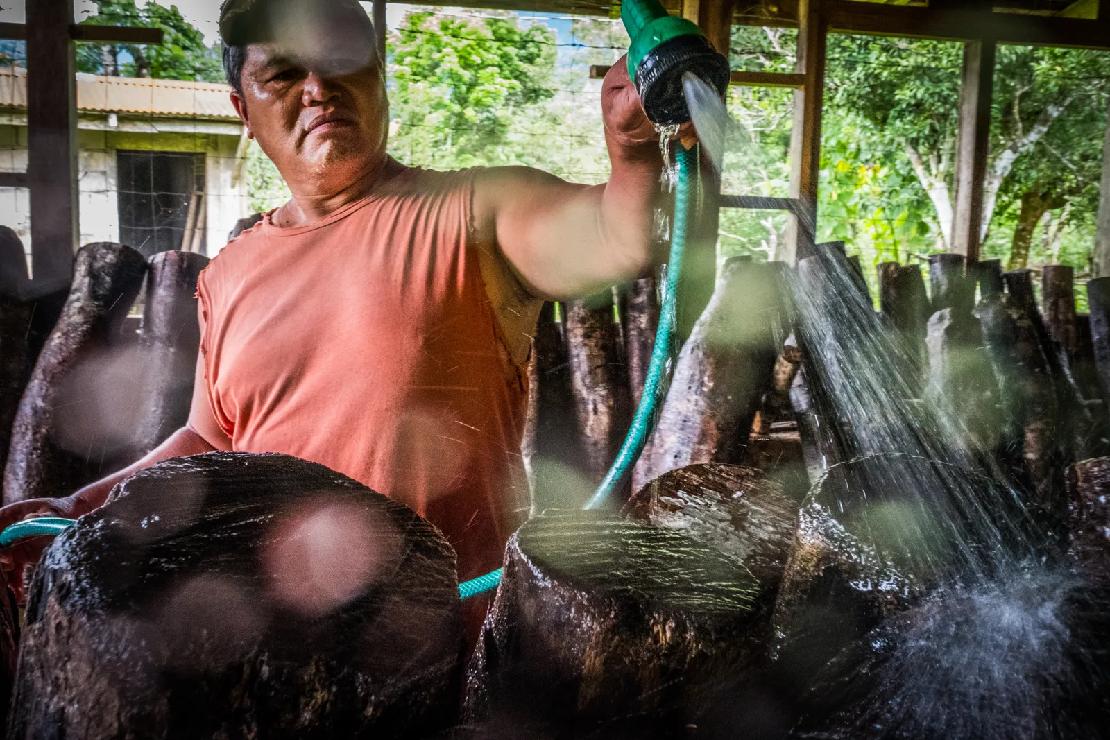 Farm worker Enersto Bagiwan waters logs used for growing shiitake mushrooms at the Kalahan Educational Foundation nursery, Imugan, Nueva Vizcaya, Philippines (USAID, 2017).