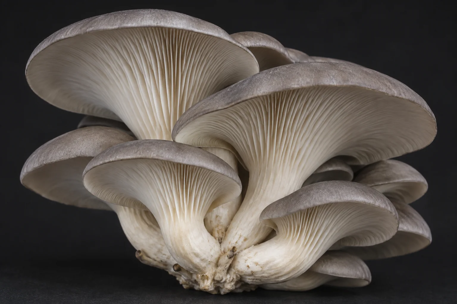 Generated Oyster cluster seen from the side and underneath, showing fan-shaped caps and gills.